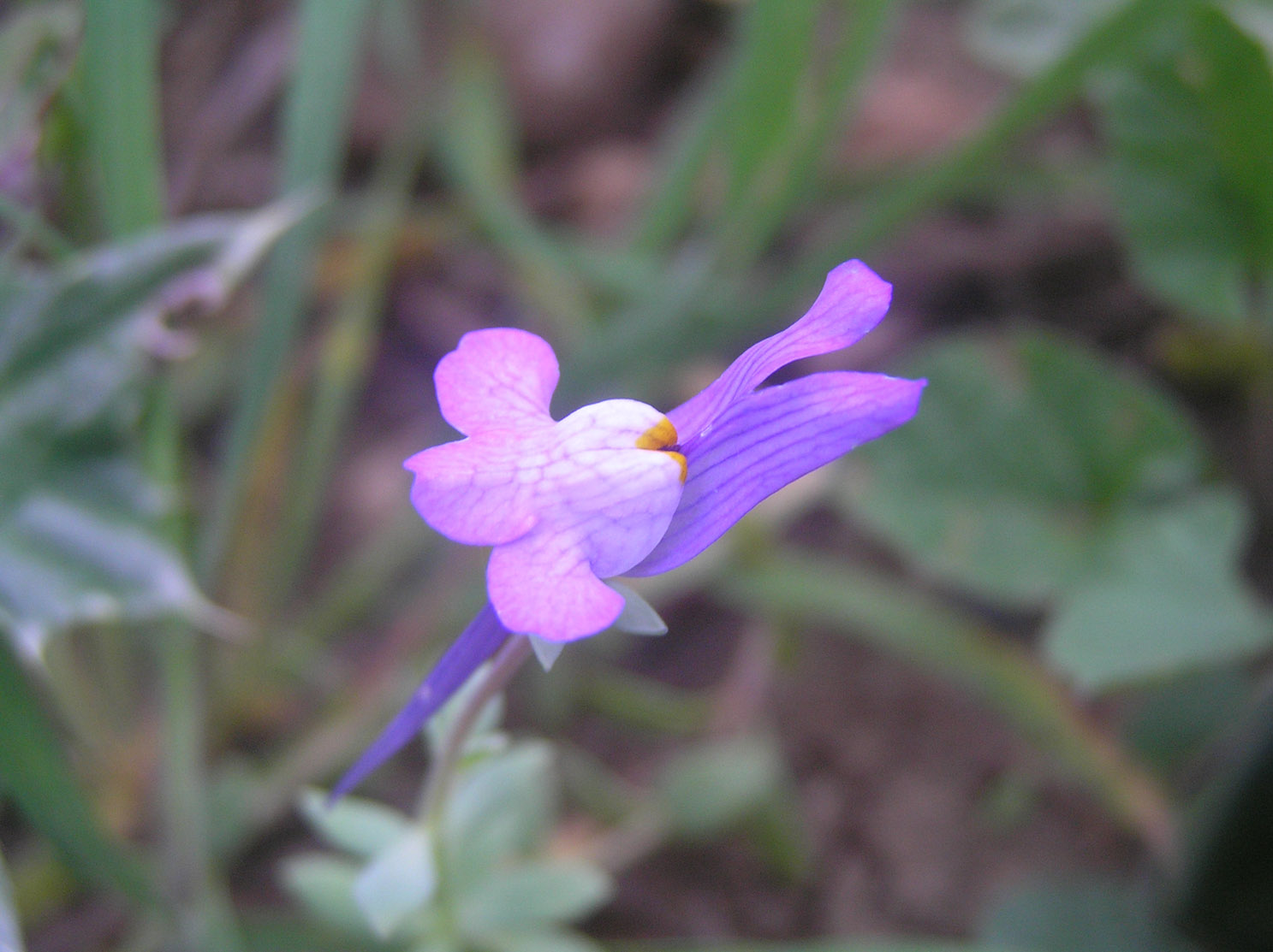 Linaria reflexa / Linajola riflessa